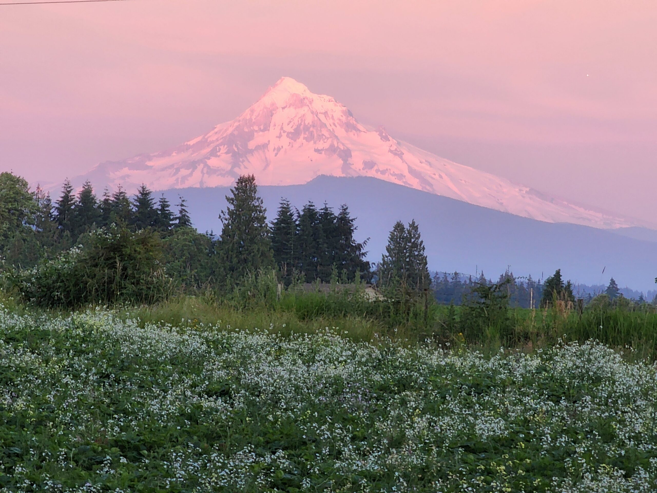 Mt Hood